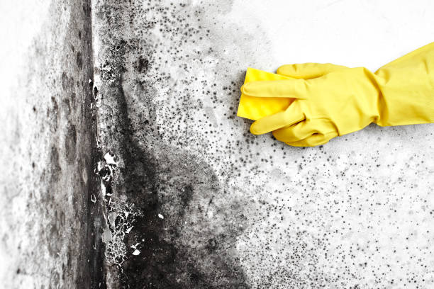 Best Toxic Mold Removal  in Pearl River, LA