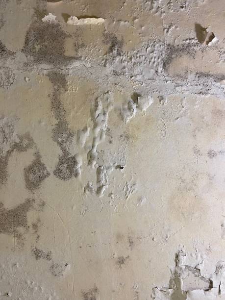 Trusted Pearl River, LA Mold Removal Experts