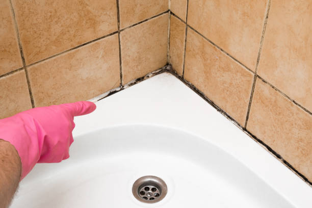Crawl Space Mold Removal in Pearl River, LA