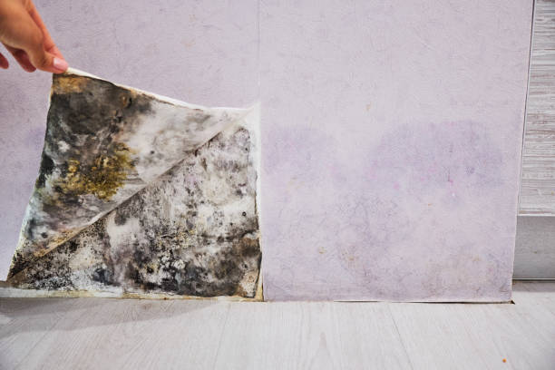 Best Residential Mold Removal  in Pearl River, LA